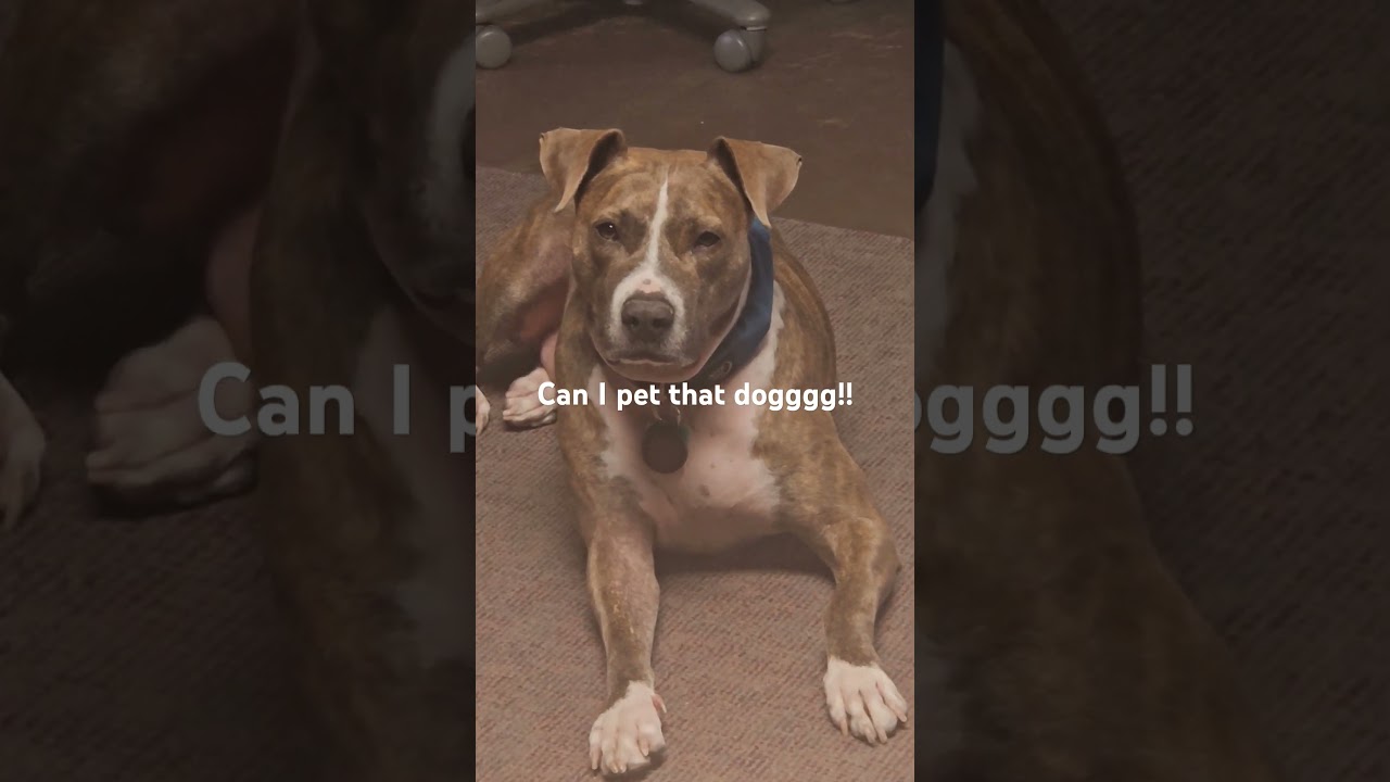 Can I pet that dog, pizza the dog!#pitbulls#fyp#funnydogs#doglovers