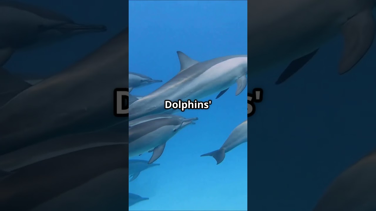 Dolphins NFL News Ramsey Trade & Team Additions. #sports #miamidolphins #ramsey #trade #nflnews Dolphins NFL News Ramsey Trade & Team Additions. #sports #miamidolphins #ramsey #trade #nflnews