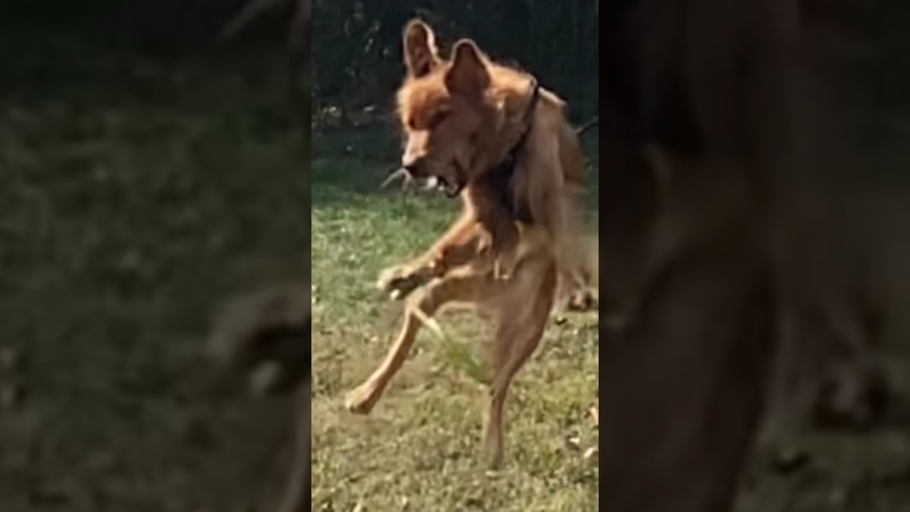 Number 1 overall NFL draft pick 2026 Number 1 overall NFL draft pick 2026