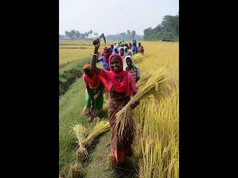 সোনার বাংলায় আমরা সোনা ফলাই। #nfl #usa #premierleague #fifa #worldcup2022 #football #soccer #sport Vlog সোনার বাংলায় আমরা সোনা ফলাই। #nfl #usa #premierleague #fifa #worldcup2022 #football #soccer #sport Vlog