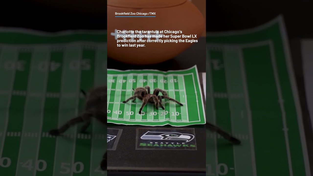 Brookfield Zoo tarantula makes its Super Bowl LX prediction Vlog Brookfield Zoo tarantula makes its Super Bowl LX prediction Vlog