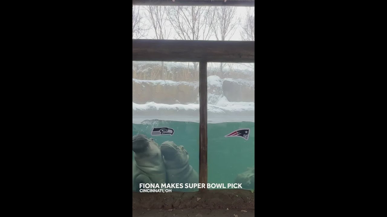 Fiona the hippo makes Super Bowl LX pick Vlog Fiona the hippo makes Super Bowl LX pick Vlog