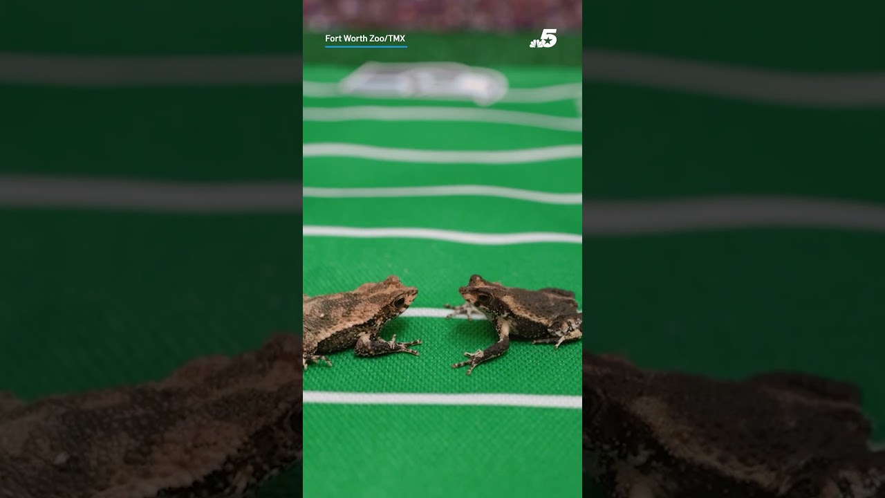 Frog predicts Super Bowl LX winner | NBC DFW Vlog Frog predicts Super Bowl LX winner | NBC DFW Vlog