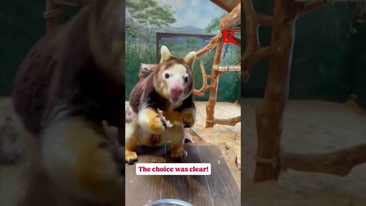 Super Bowl LX Predictions Are In, From An Unusual Fan Vlog Super Bowl LX Predictions Are In, From An Unusual Fan Vlog